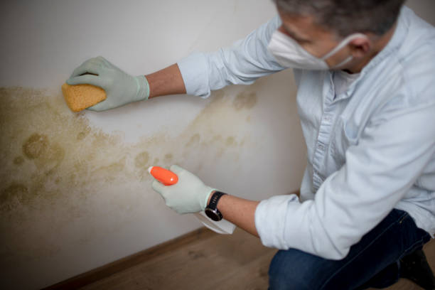 Planada, CA Mold Removal Company