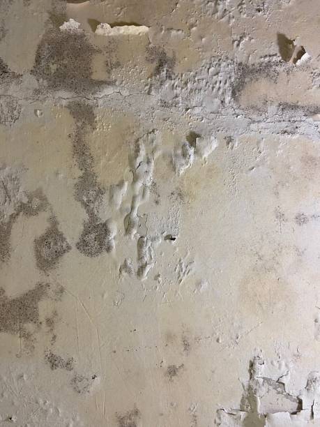 Best Mold Testing  in Planada, CA