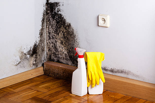 Best Toxic Mold Removal  in Planada, CA