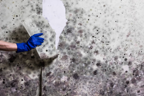 Attic Mold Removal in Planada, CA