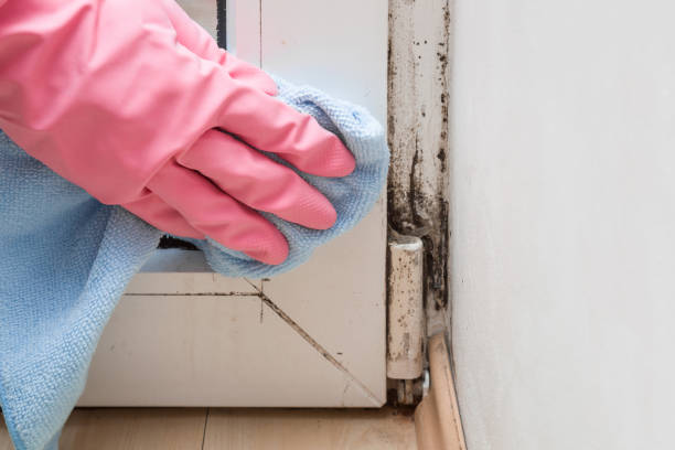 Home Mold Removal in Planada, CA