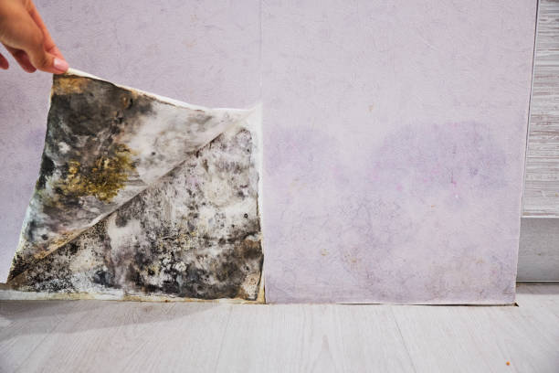 Best Mold Removal Near Me  in Planada, CA